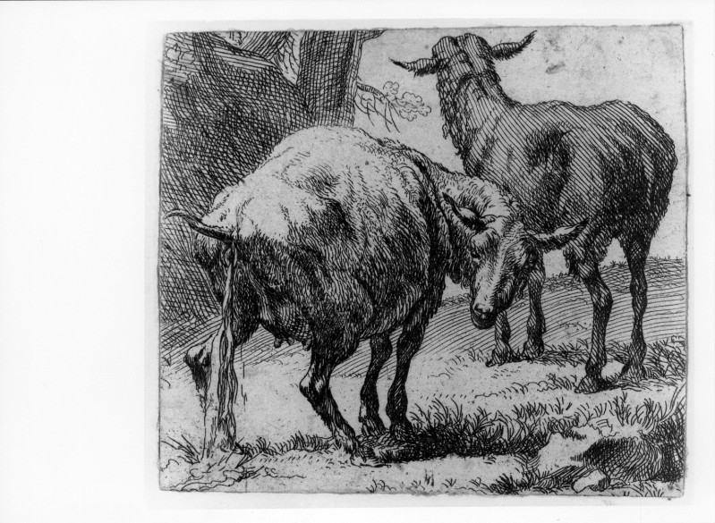 Berchem N. (1655 circa), Pecore