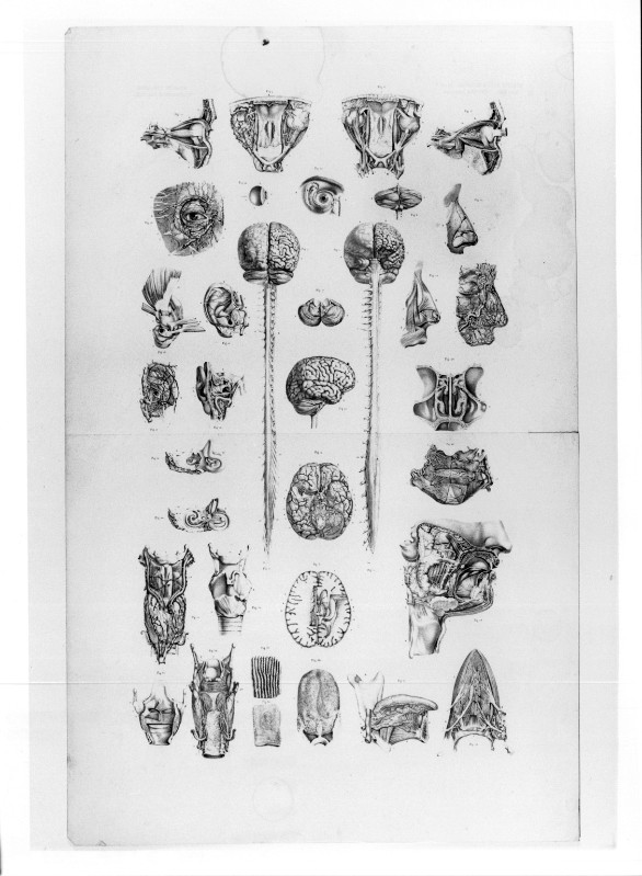 Ambito italiano prima metà sec. XIX, Studio di anatomia umana