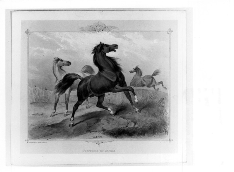 Jam V. A. sec. XIX, Cavalli percepiscono l'avvicinarsi di un pericolo