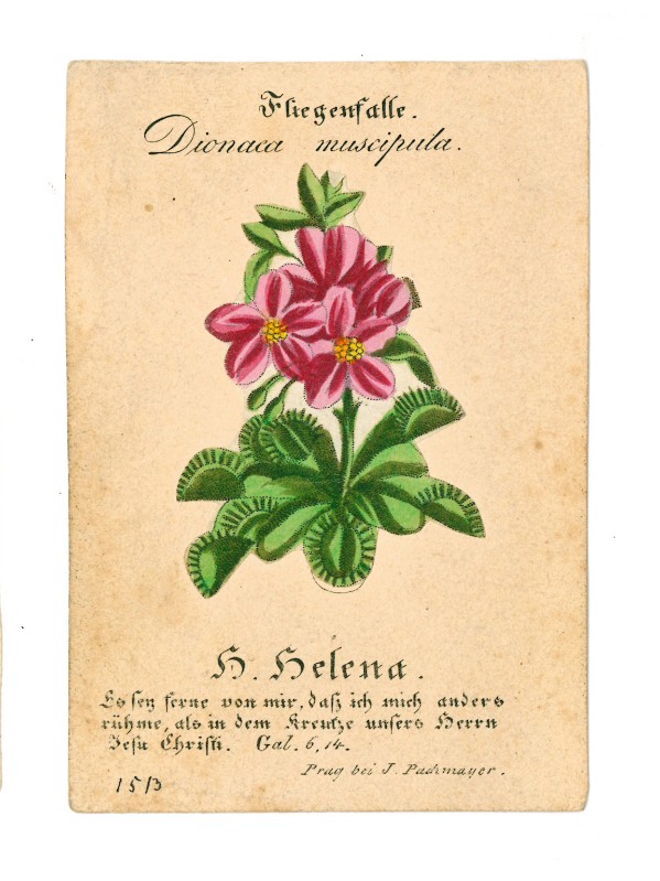 Edizioni Pachmayer J. sec. XVIII-XIX, Santino con pianta carnivora e S. Elena