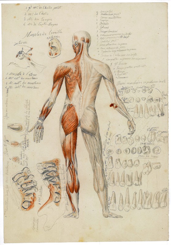 Campochiesa L. secc. XIX-XX, Studio anatomico e di denti