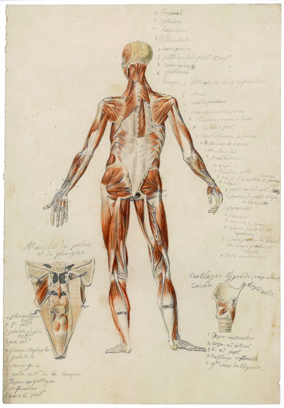 Campochiesa L. secc. XIX-XX, Studio anatomico e di trachea