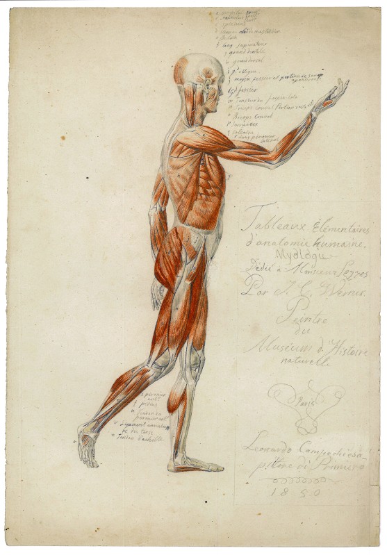 Campochiesa L. secc. XIX-XX, Studio anatomico di profilo