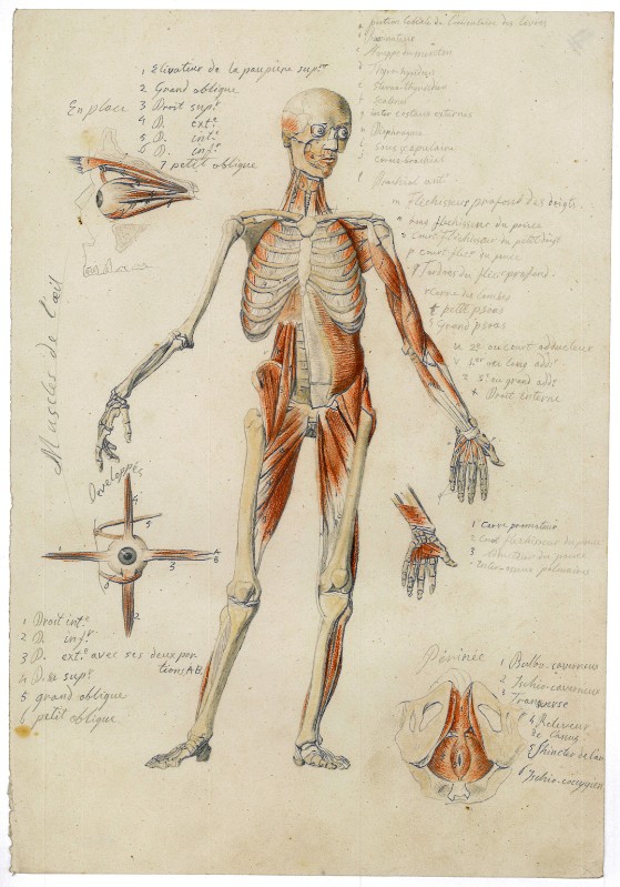 Campochiesa L. secc. XIX-XX, Studio anatomico e del bulbo oculare