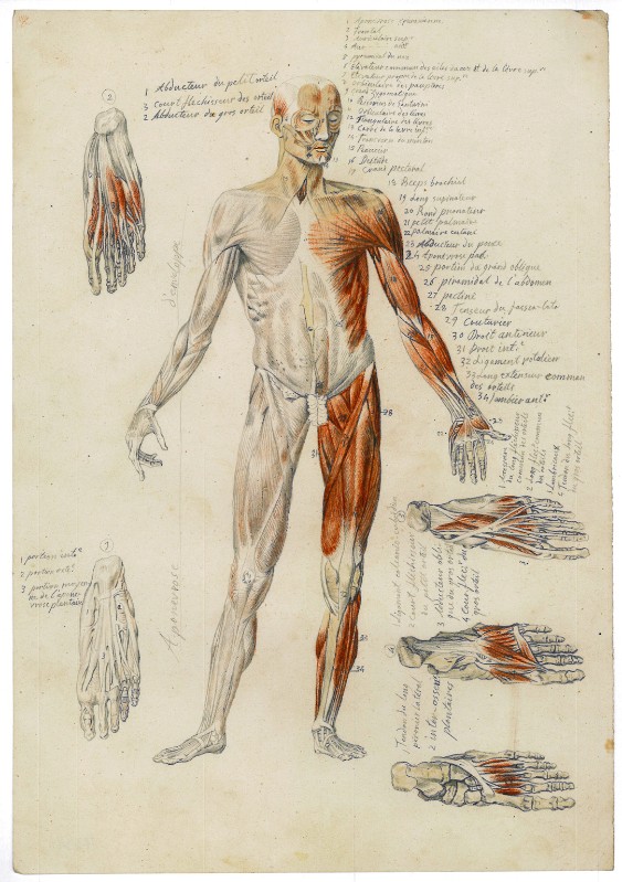 Campochiesa L. secc. XIX-XX, Studio anatomico degli arti