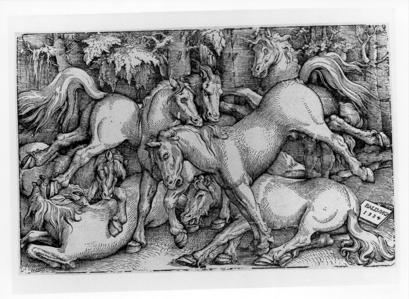 Baldung Grien (1534), Cavalli selvaggi in lotta