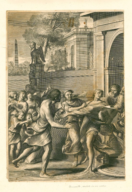 Bloemaert C. (1646), Armonillo trasformato in cedro