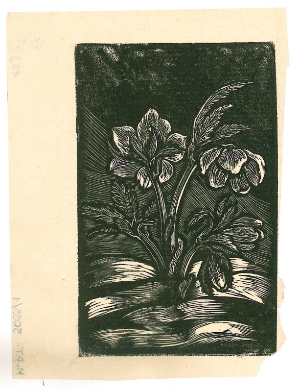 Botteri L. (1947), Rosa di Natale 2/6